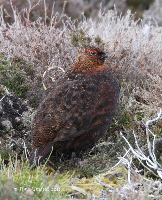 Red Grouse Lochindorb 14 5 11  IMG_8120